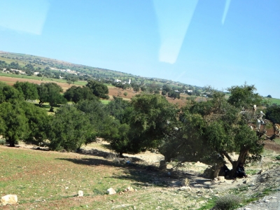 Essaouira, Morocco - Goats in the trees