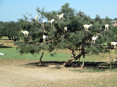 Essaouira - Goats in the trees