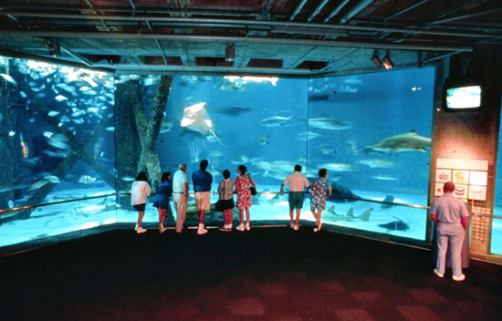 Audobon Aquarium, New Orleans